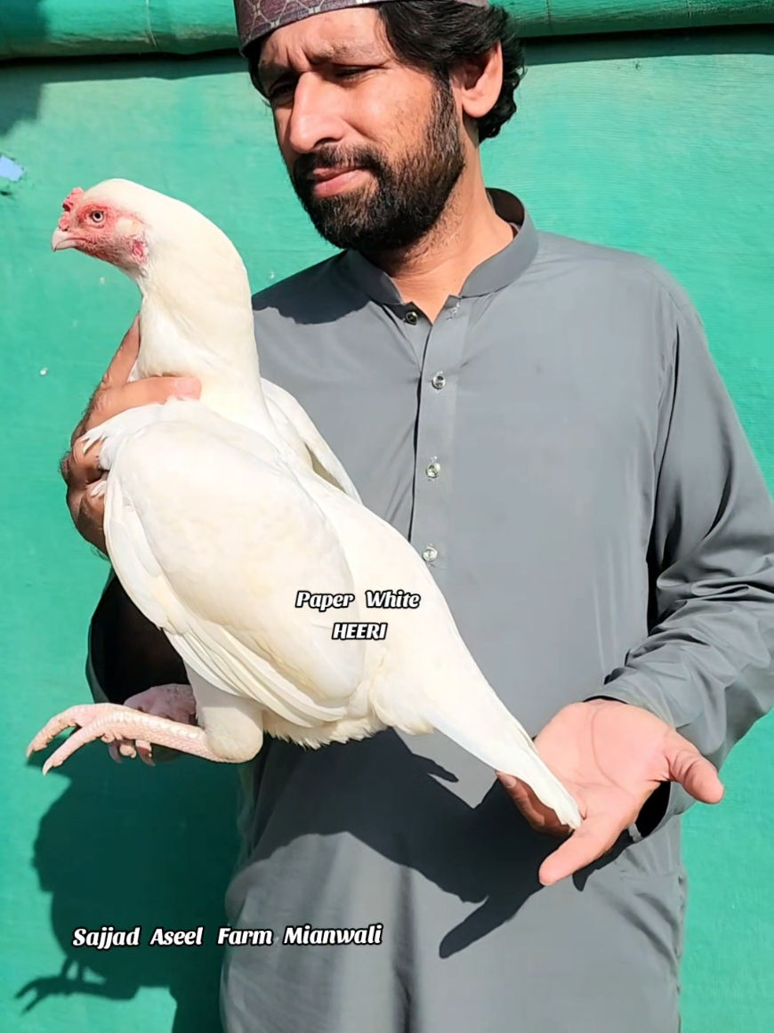 @Sajjad Aseel Farm
