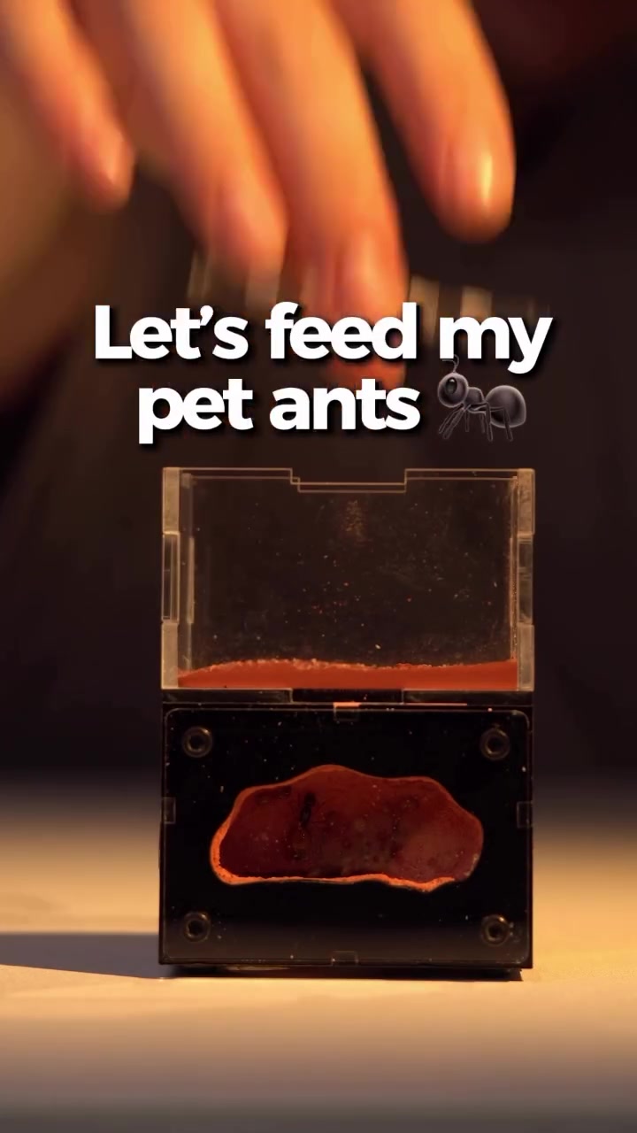 @antshq