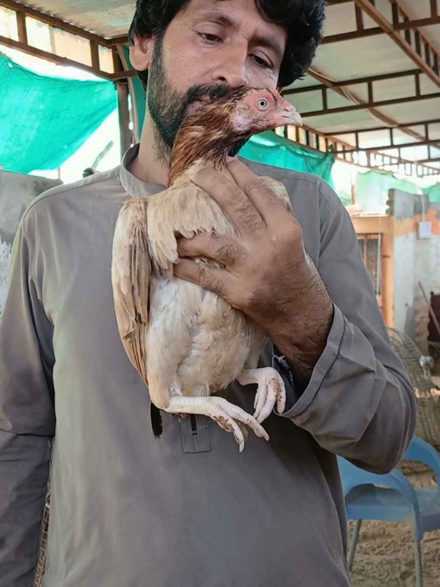 @Sajjad Aseel Farm