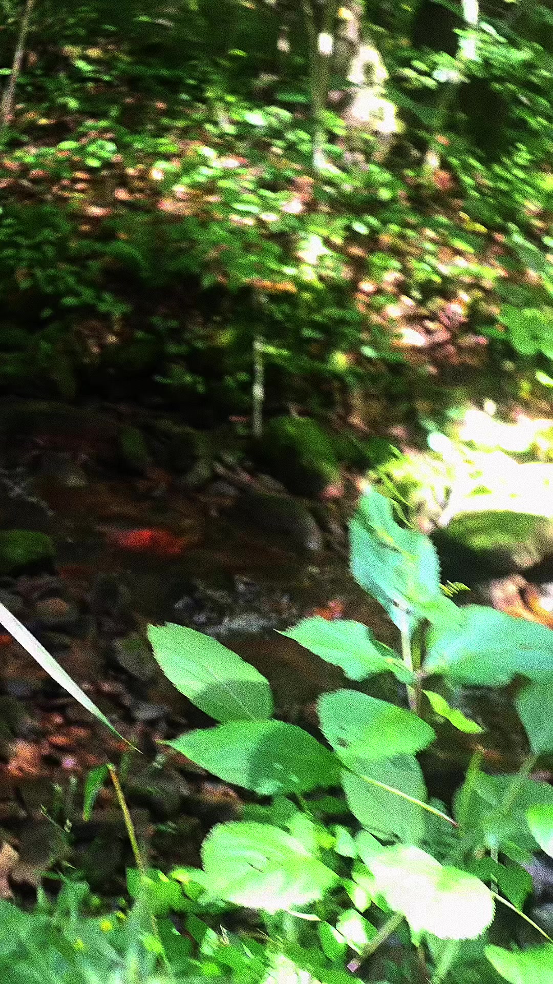 @Backyard Appalachia