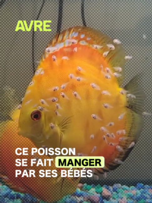 @AVRE