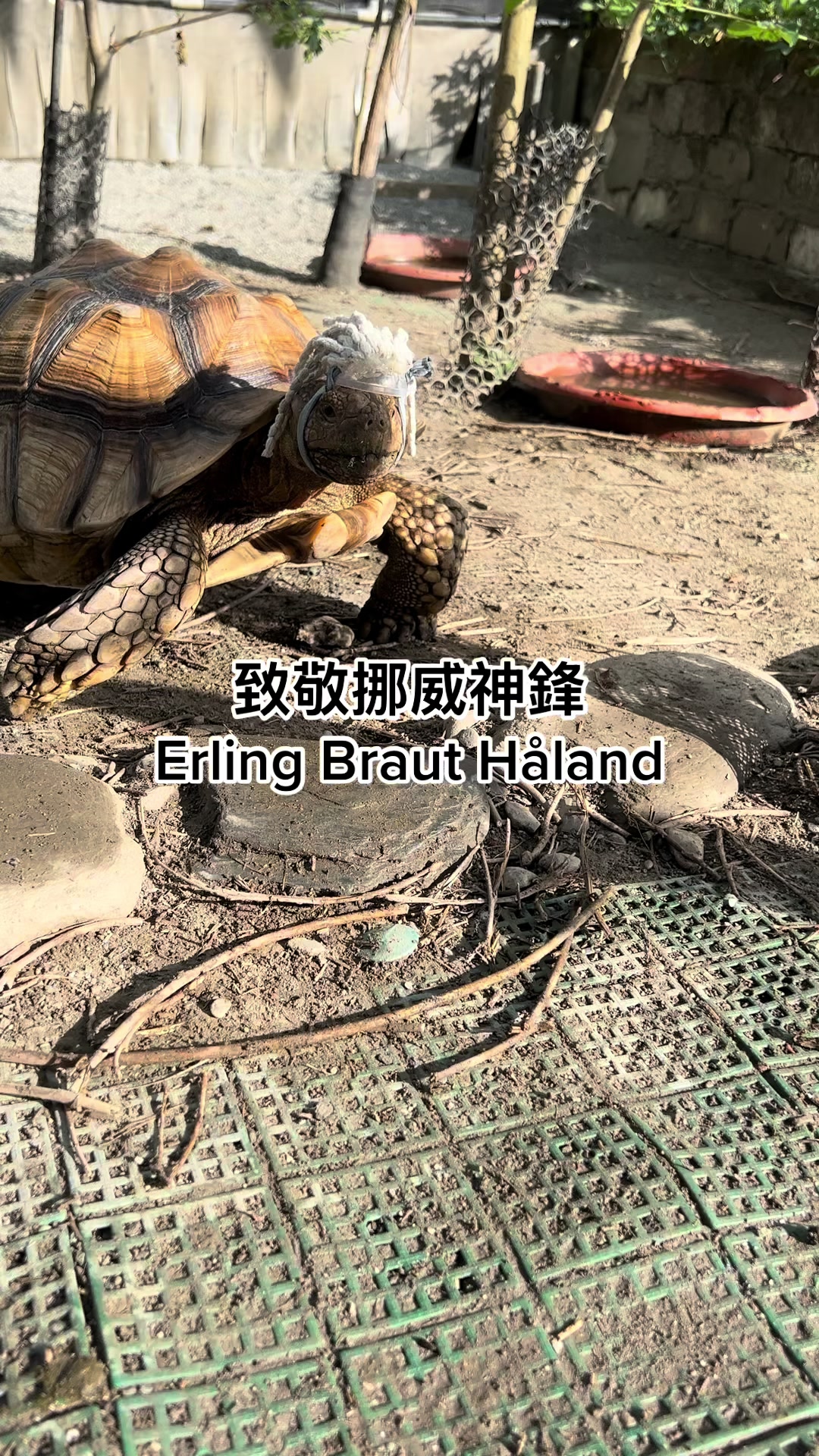 @琰 𝓛𝓸𝓷𝓰來了🐉〽️蘇卡達sulcata陸龜