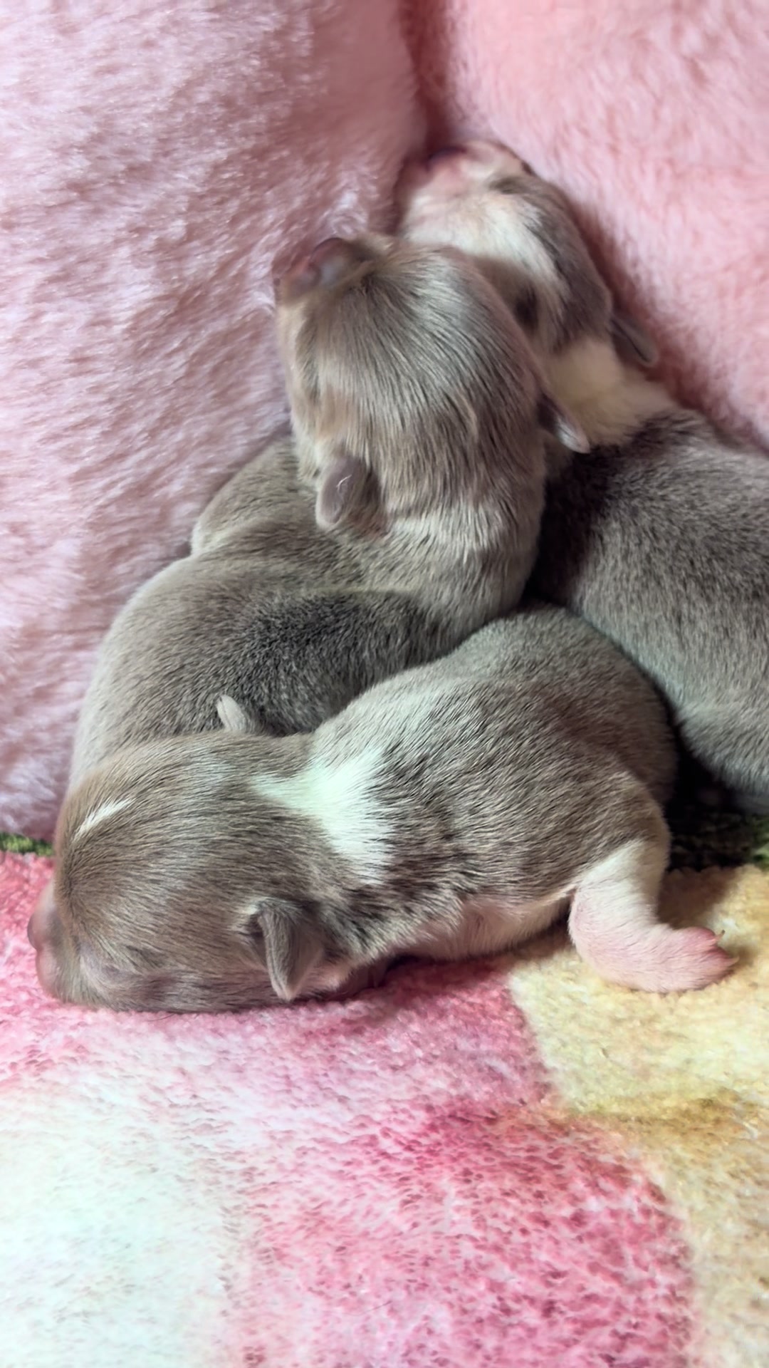 @Xhiana Chihuahuas. 🇪🇸