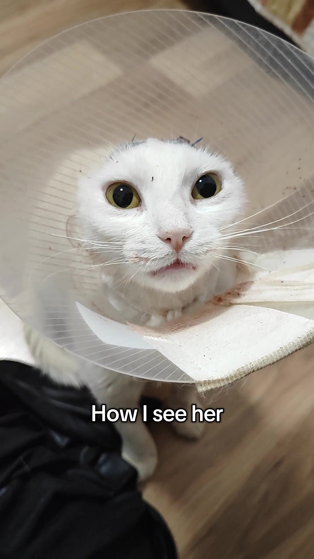 @Fluffy and Pixie