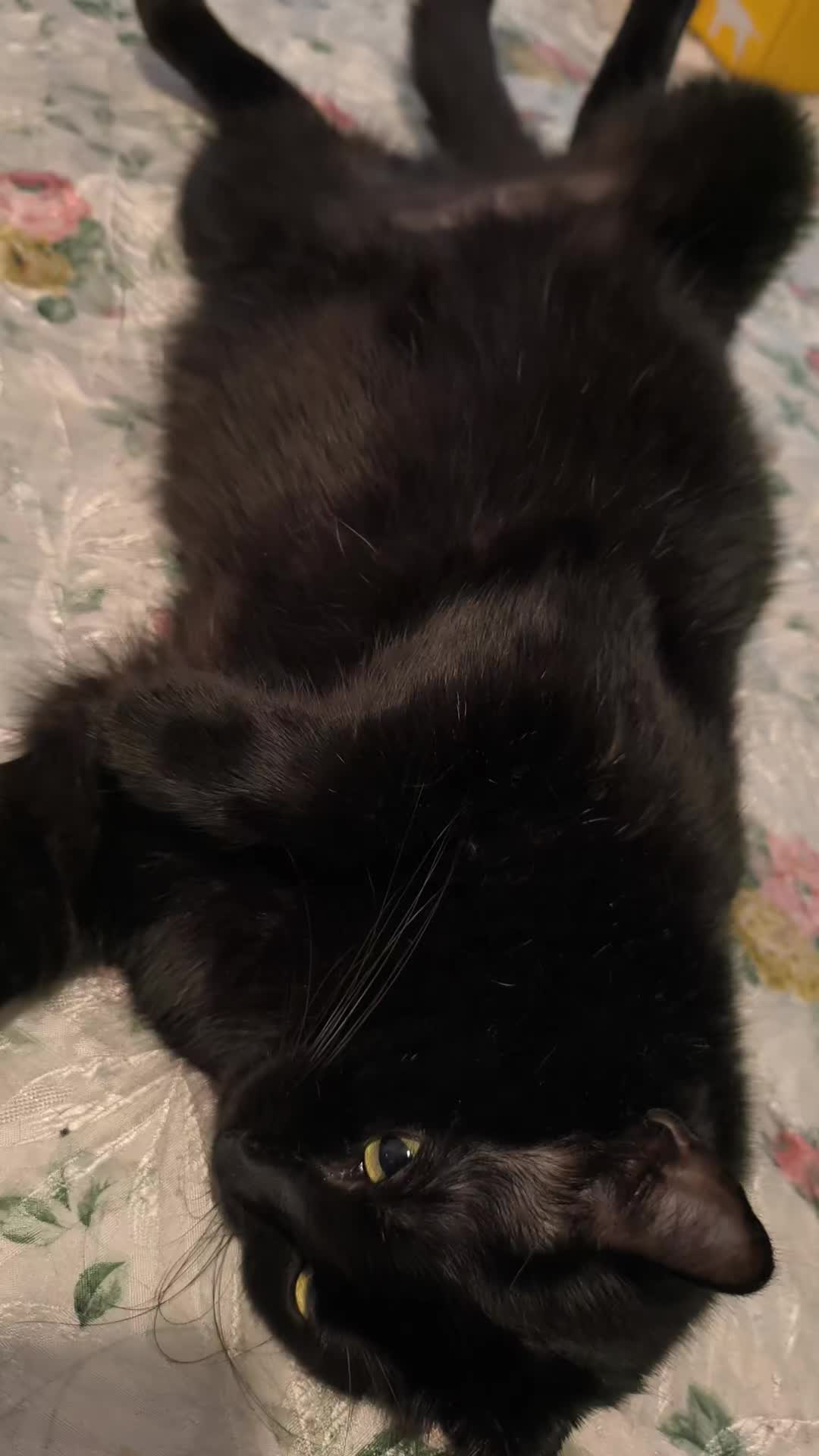 @La loca de los gatos