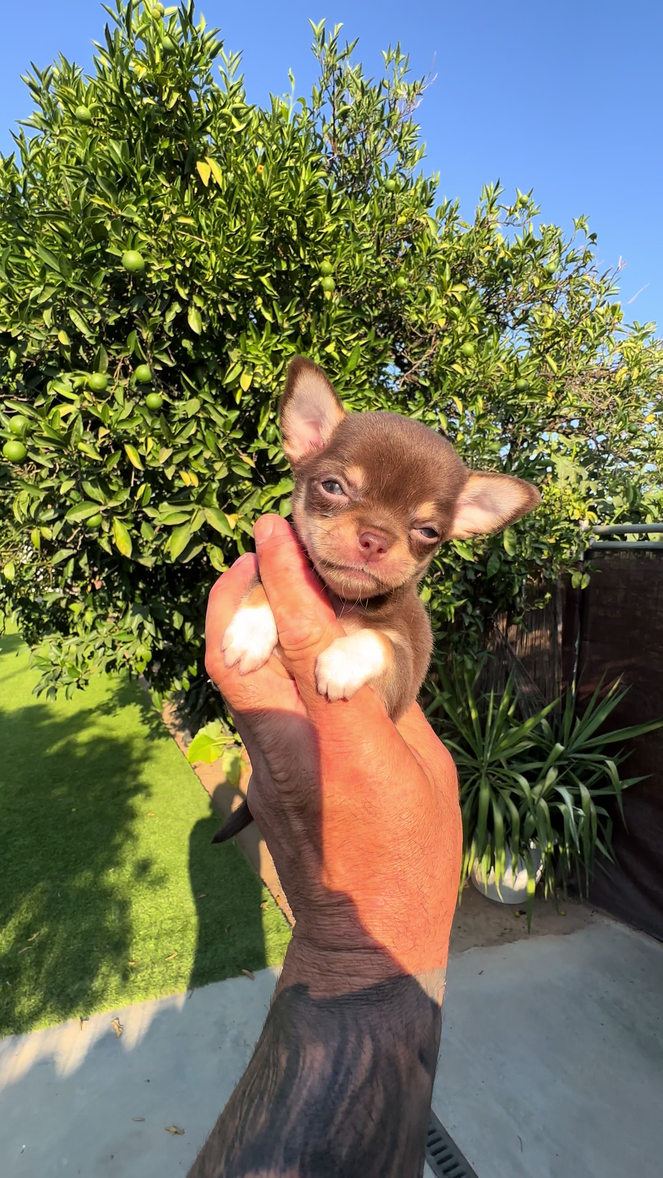 @Mascotas ,cachorritos bonitos