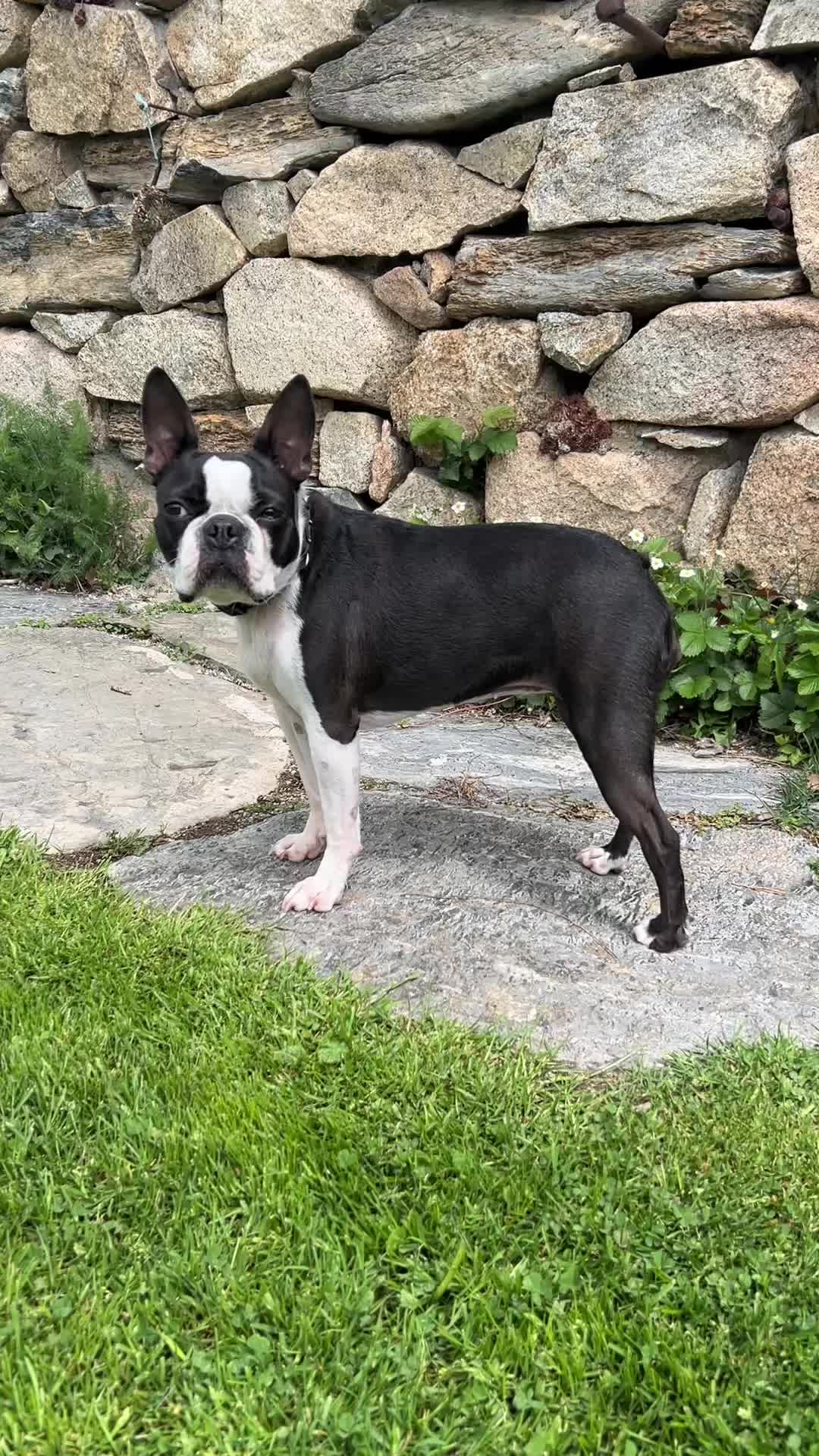 @Pipa 🐾 The Boston