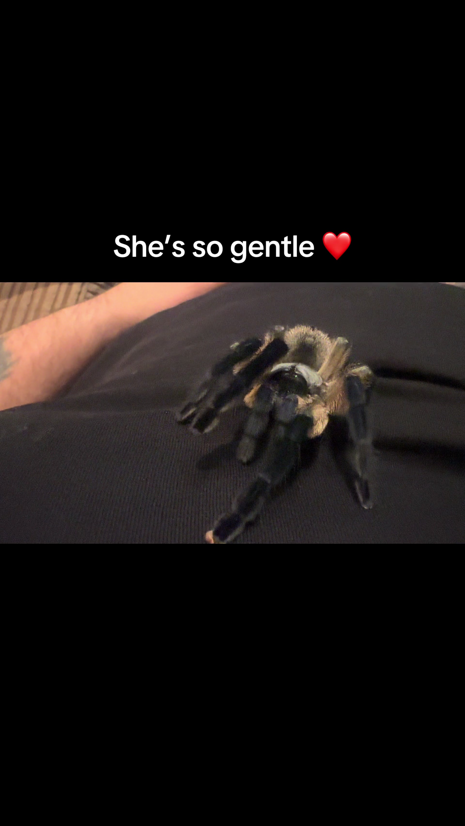 @The Spider Caravan