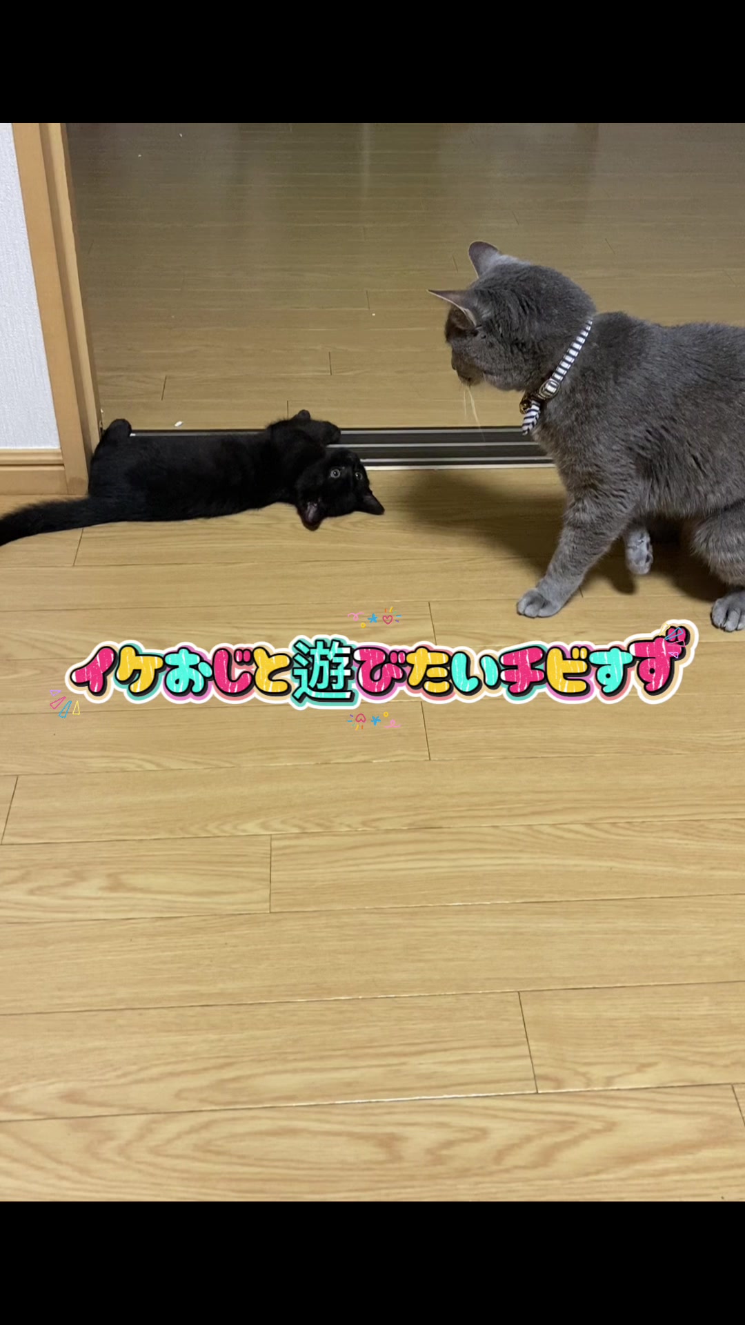 @くろねこ🐈⬛🩶🐈🤍