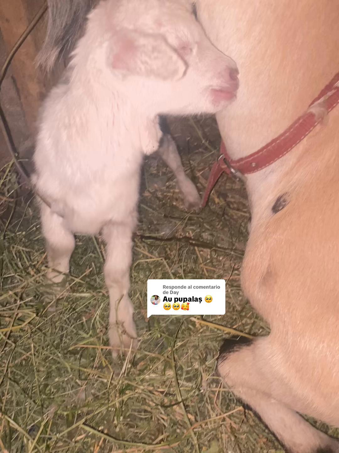 @✨𝕬𝖑𝖎𝖓𝖆𝕬𝖑𝖊𝖘𝖘𝖎𝖆✨