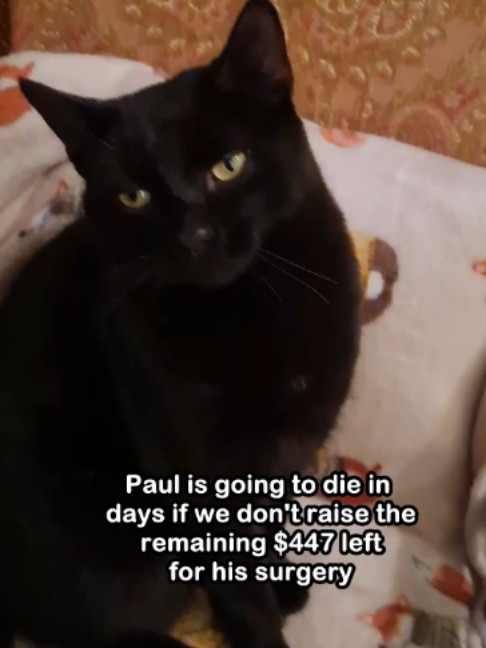 @Saving Paul the brave Cat!