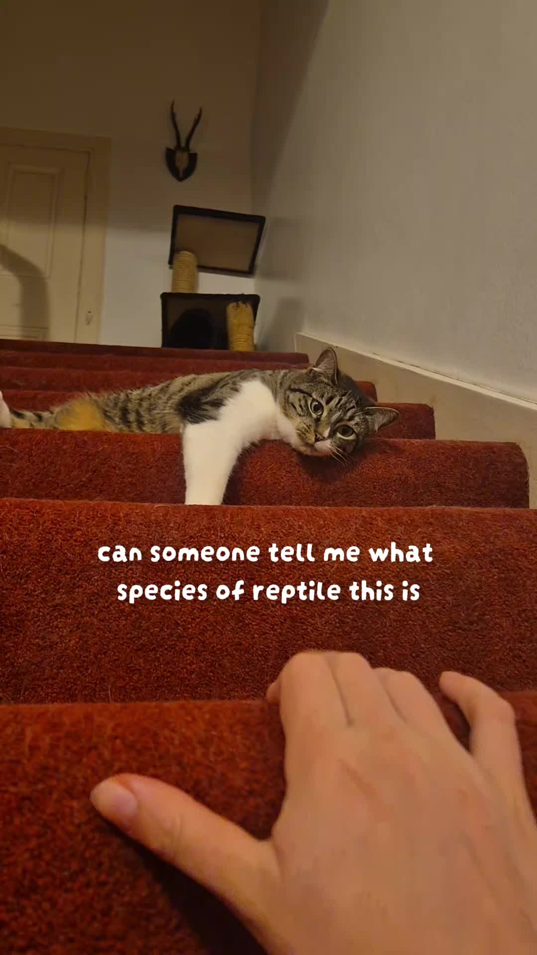 @wildlife_rescue_adventure