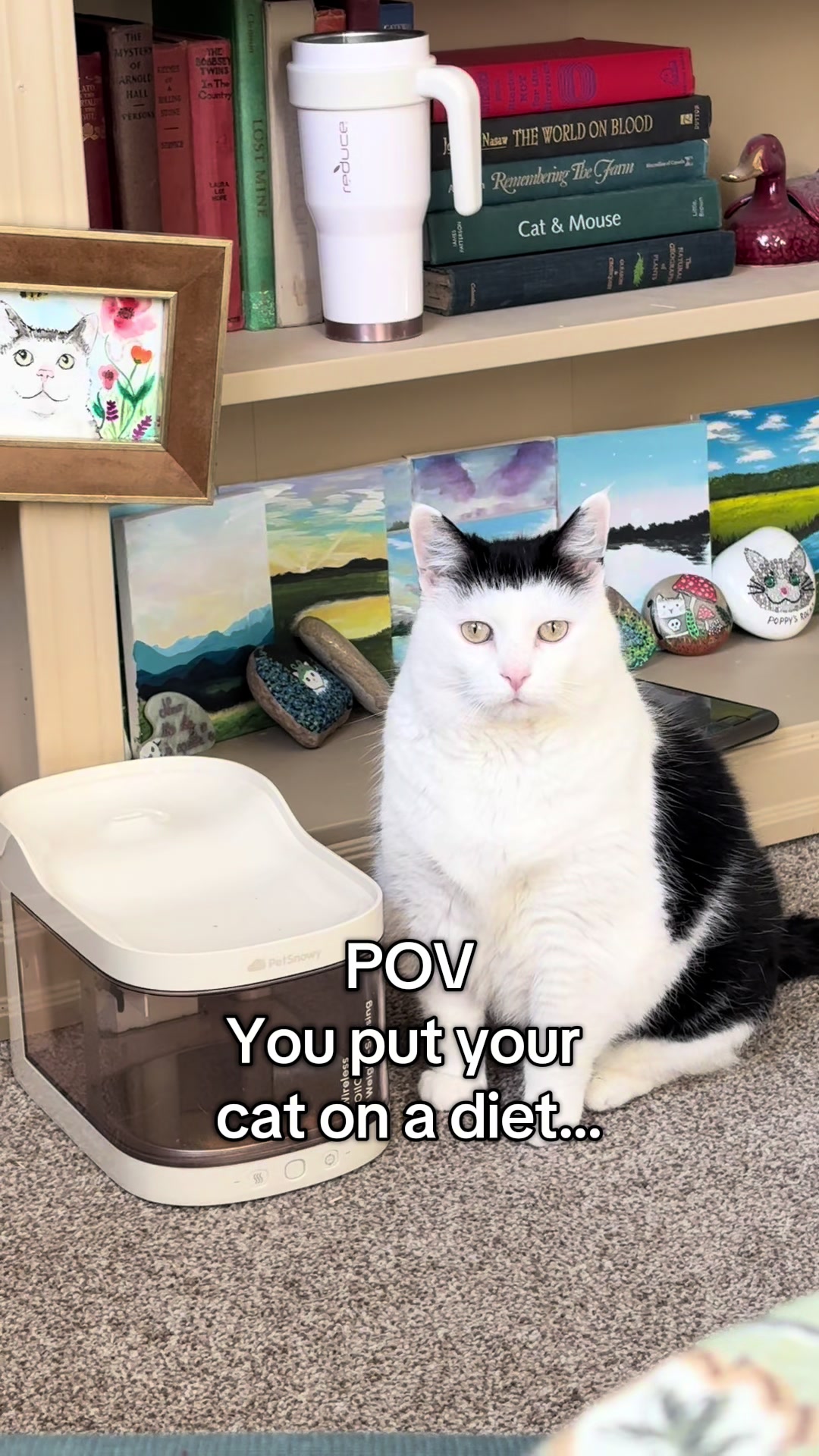 @poppytherescuecat_