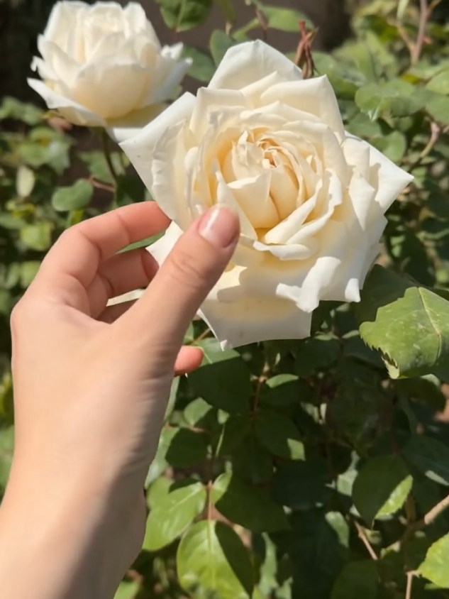 @🕊️