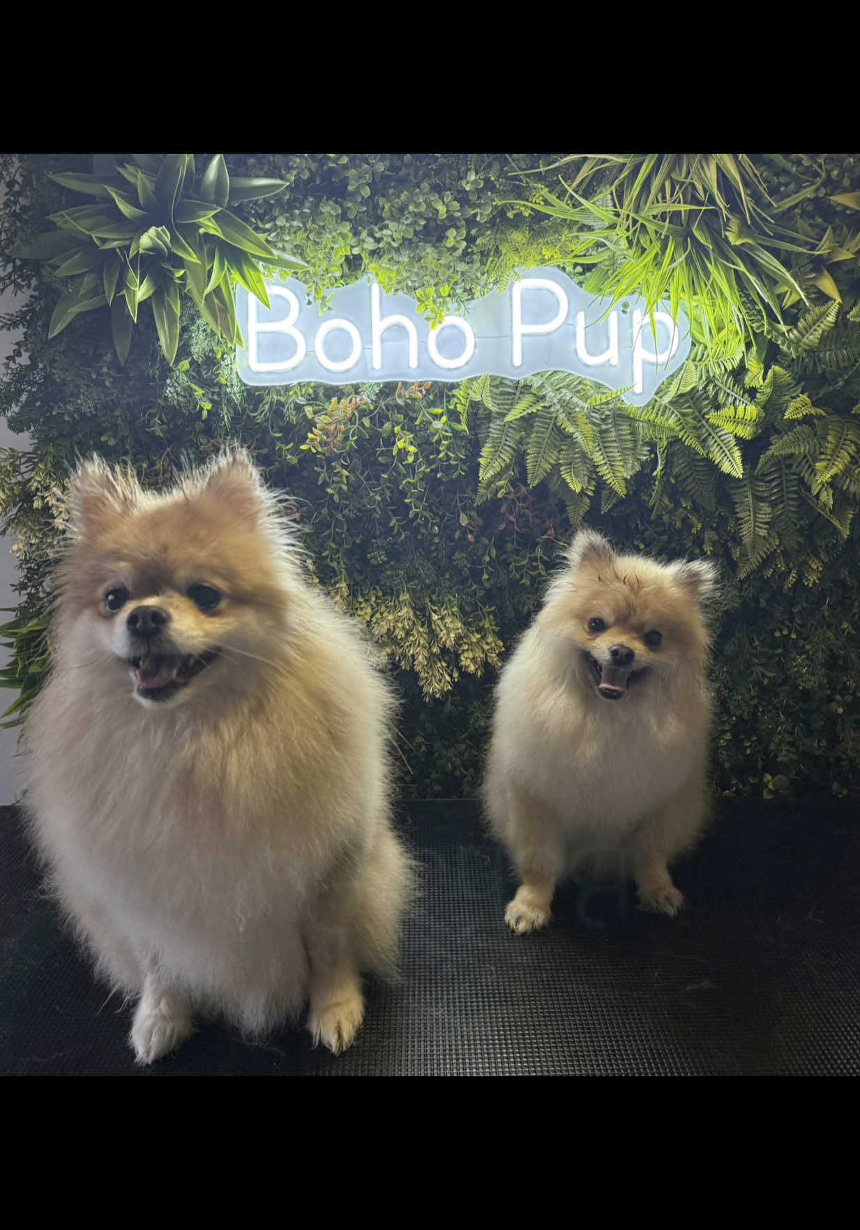 @Boho Pup