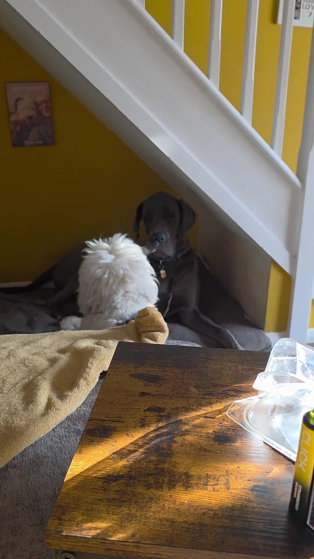 @#cooperthegreatdaneasaurusrex