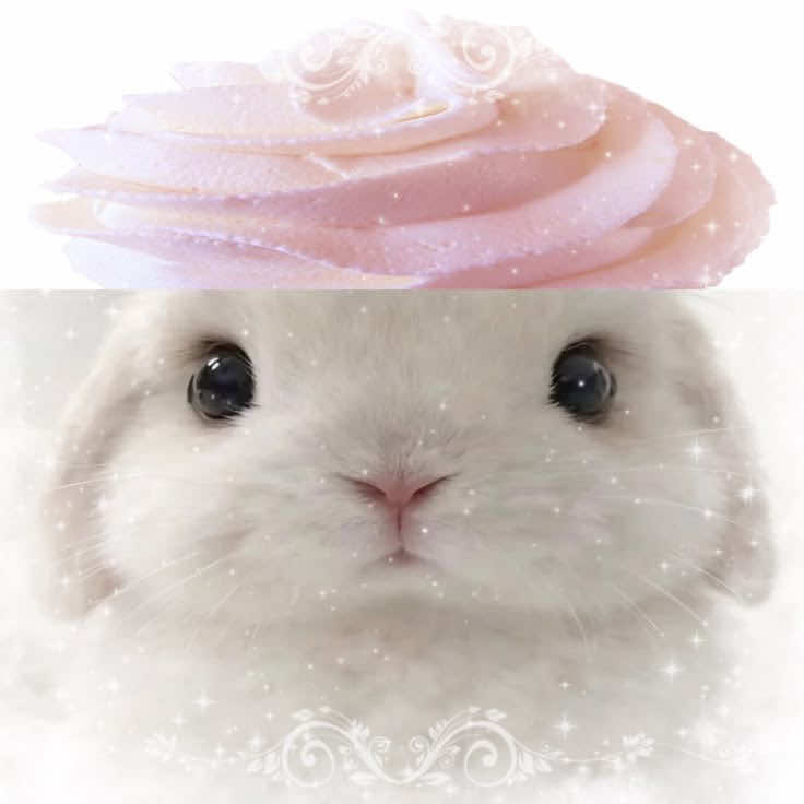 @⊹ ࣪ ˖ ໒꒱