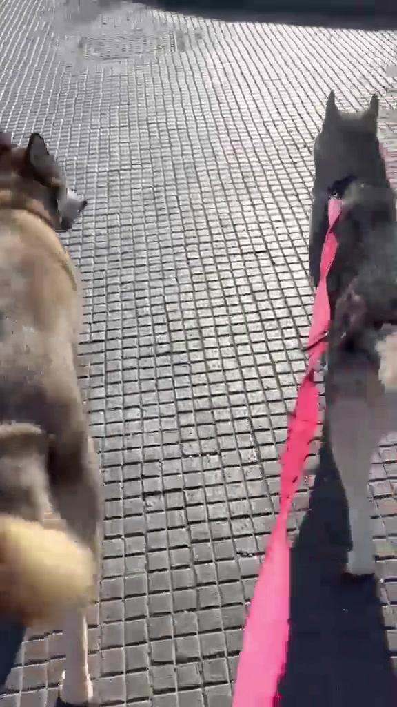 @Damos Dogs