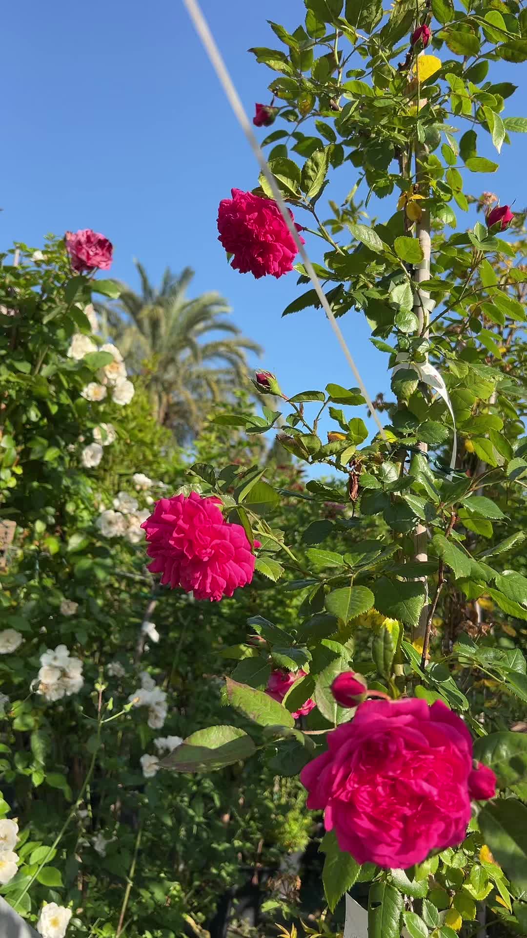 @vivaioanticogarden