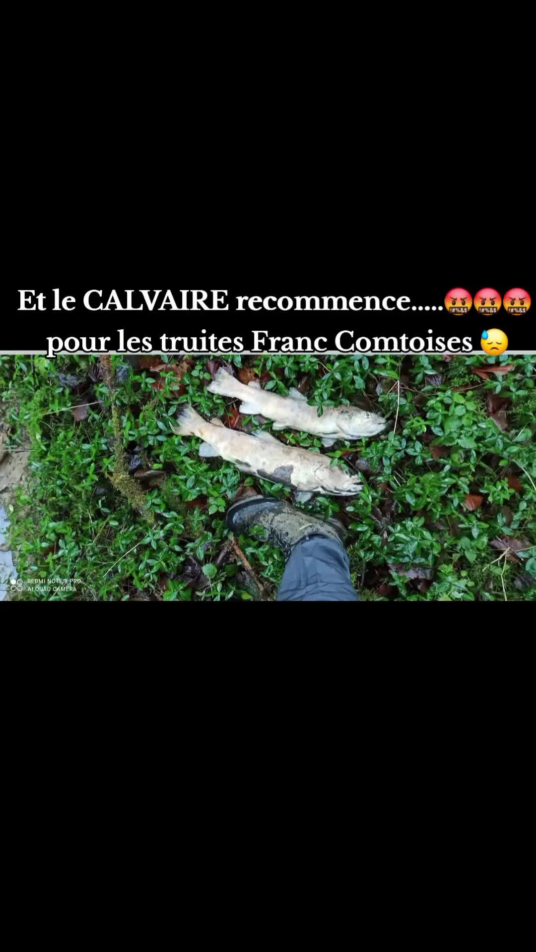 @rivi&egrave;res comtoises &agrave; l'agonie