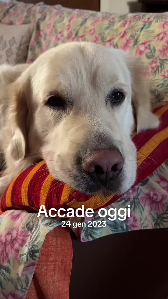 @federella