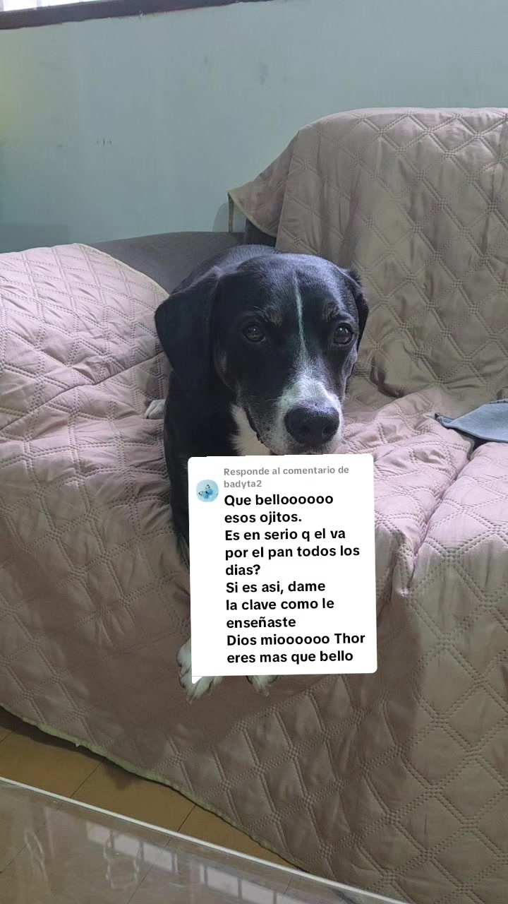 @Thor y Linda 🐾🐕❤️