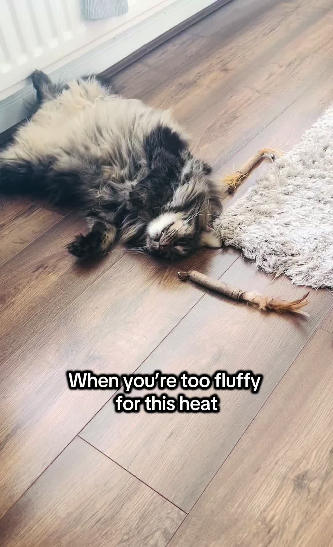 @Gus & Sully Maine Coon Boys
