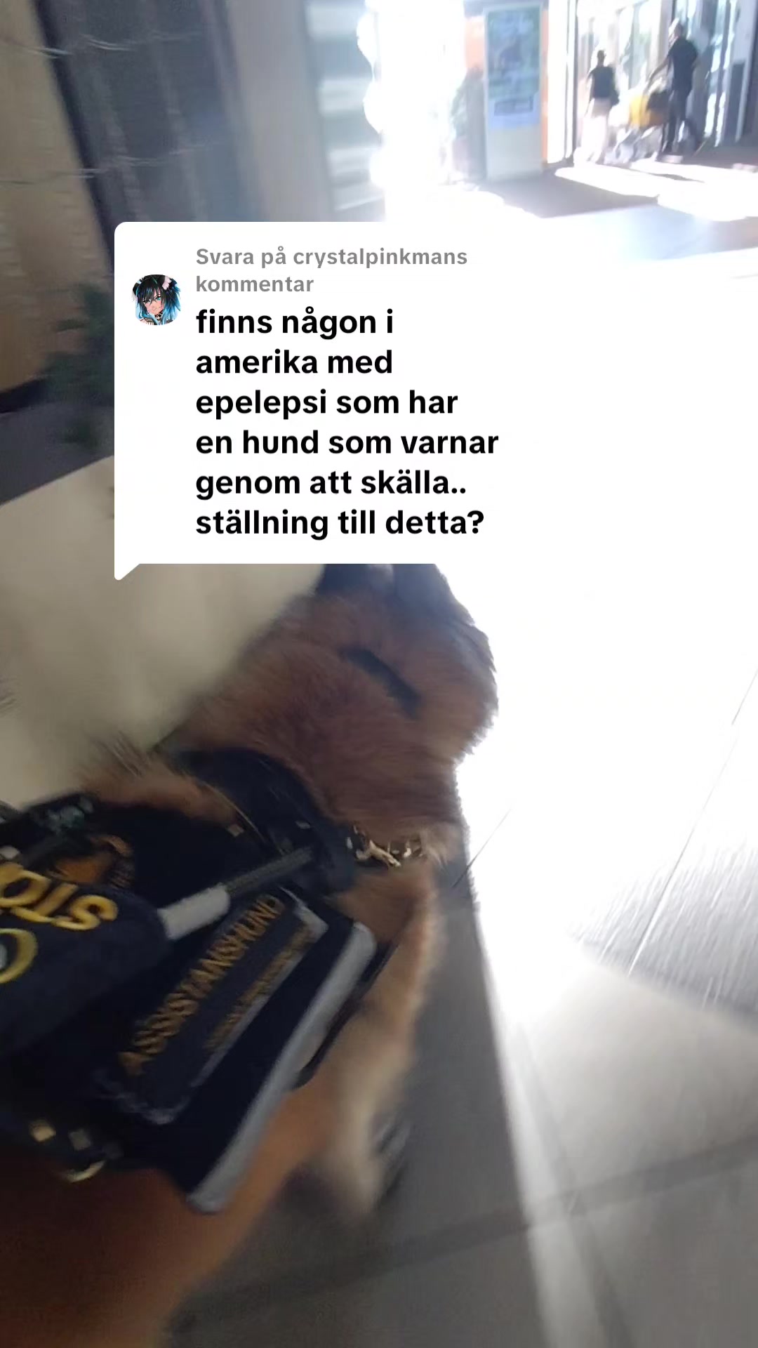 @Fenix-Tervueren AssistanceDog