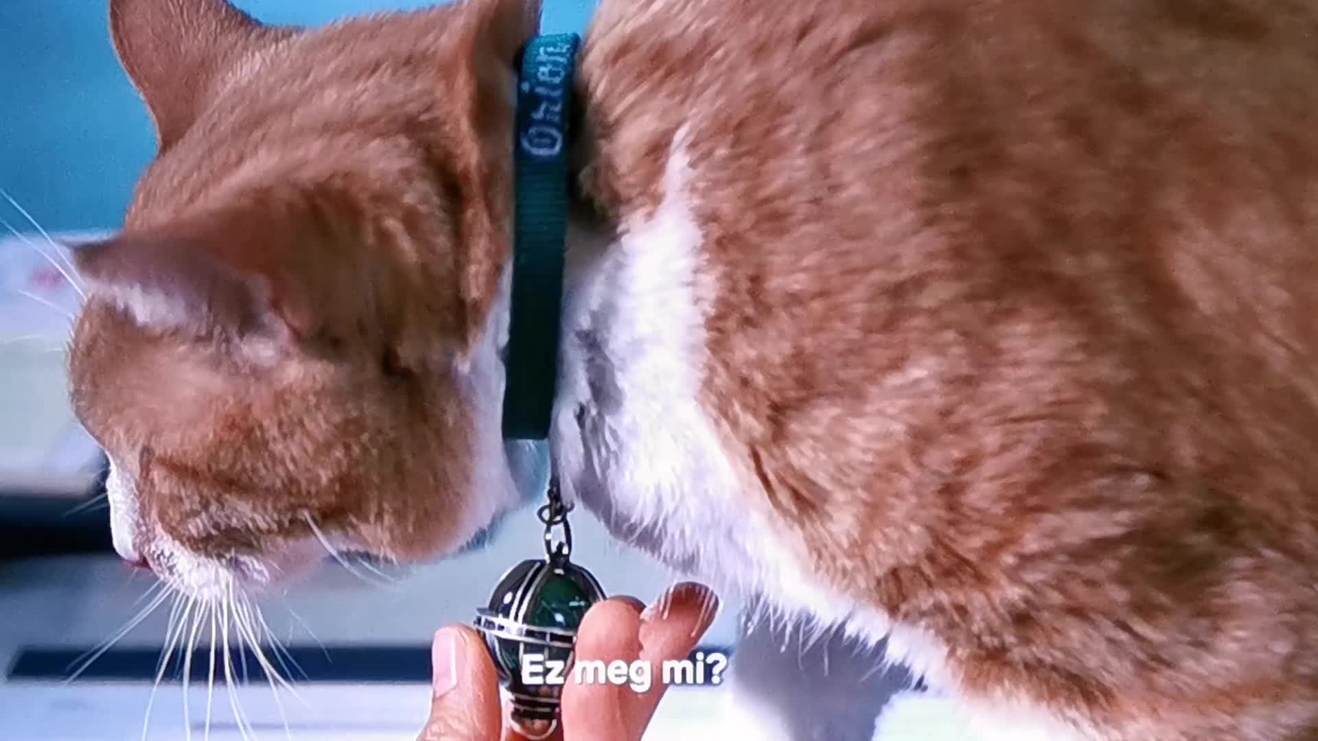 @Awakeningtiger &Eacute;bredőtigris