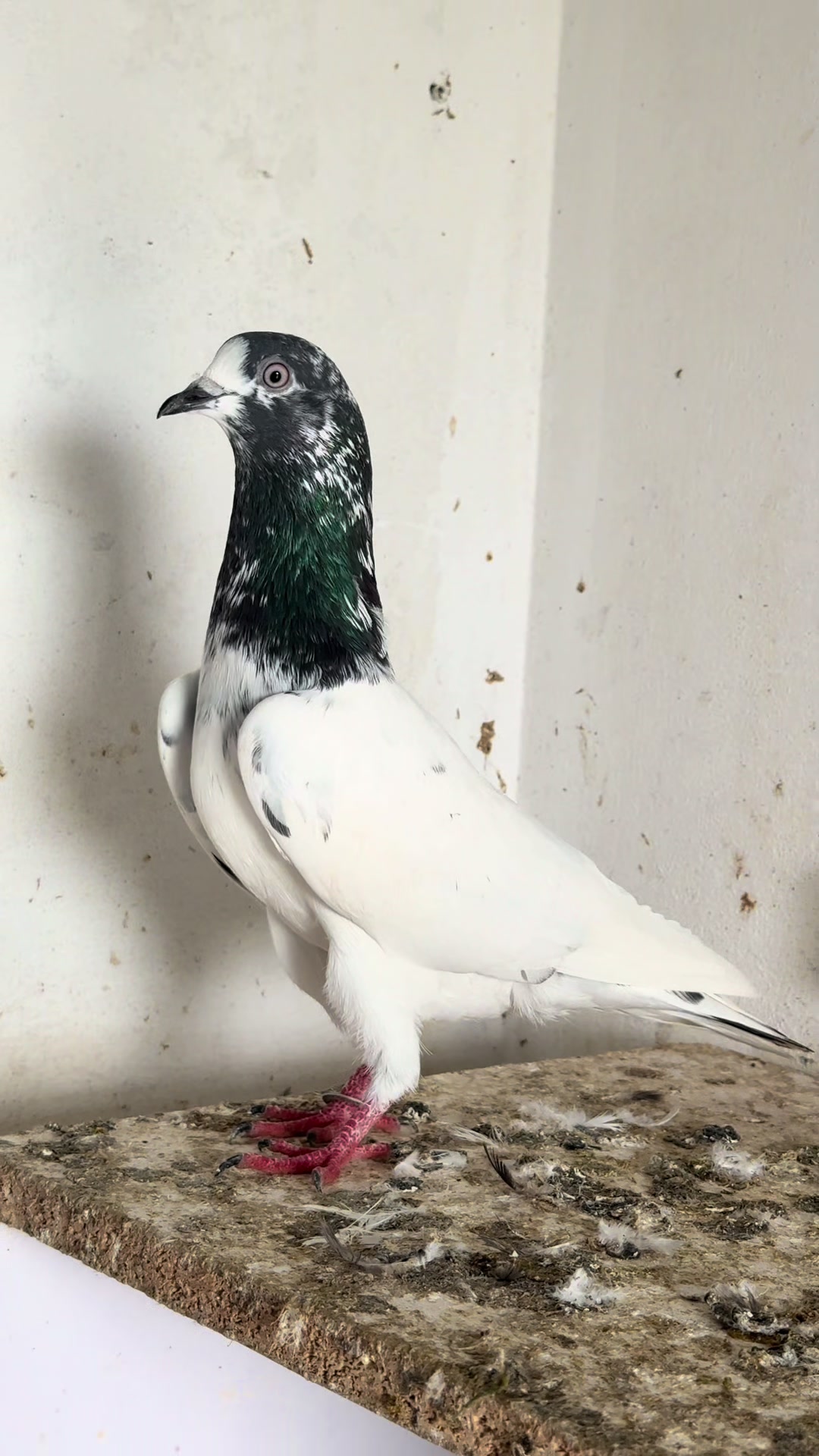 @Aero Pigeons Club