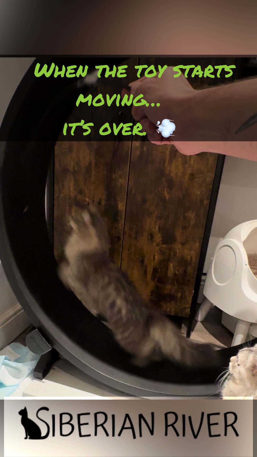 @SiberianRiver Cattery Uk