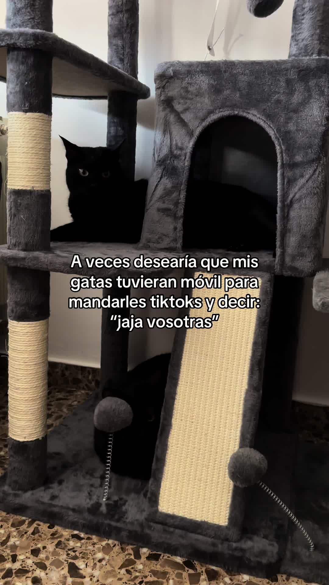 @BlackCatsMatter