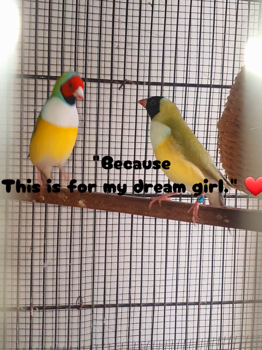 @B for birds