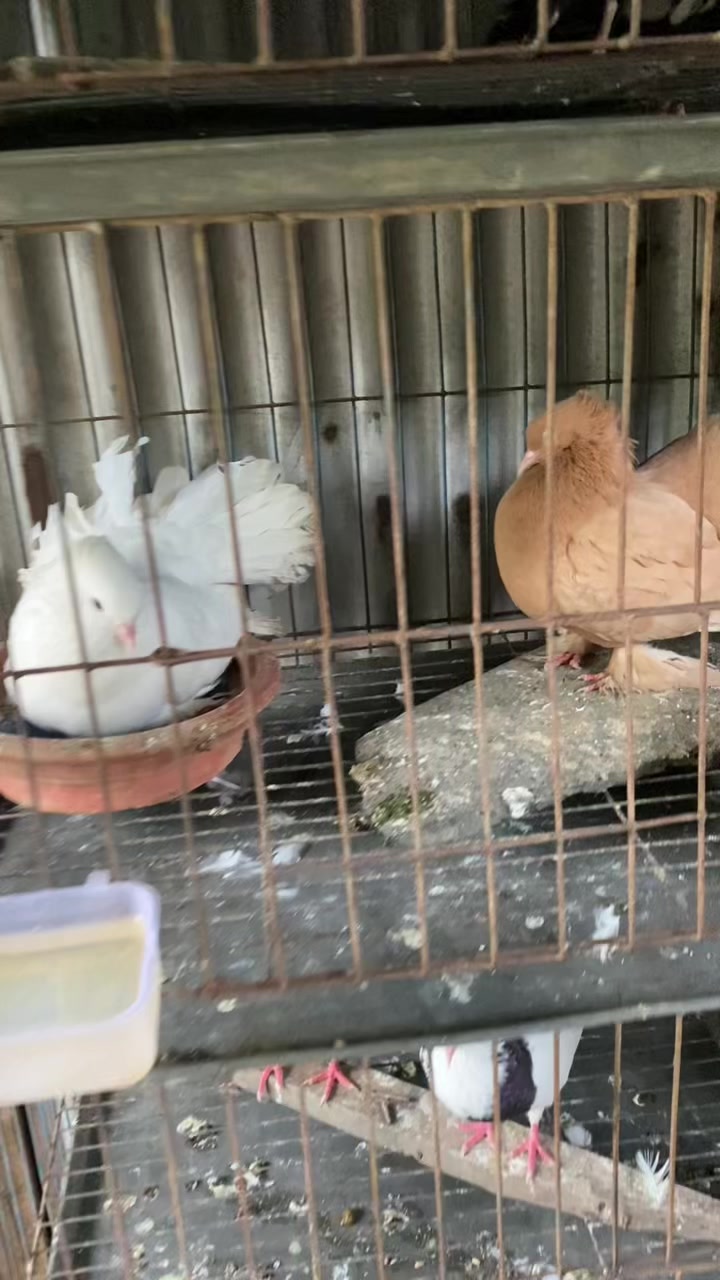 @Rayhan's Pets