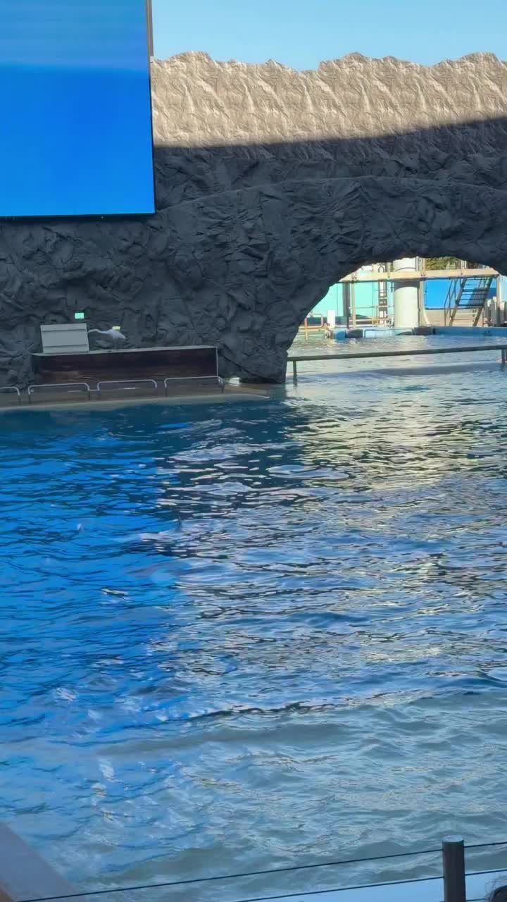 @Dolphin 🐬 World 🌎