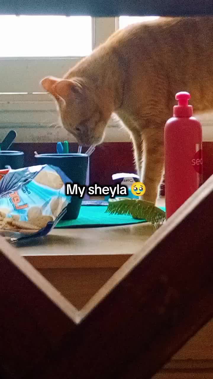 @•_•