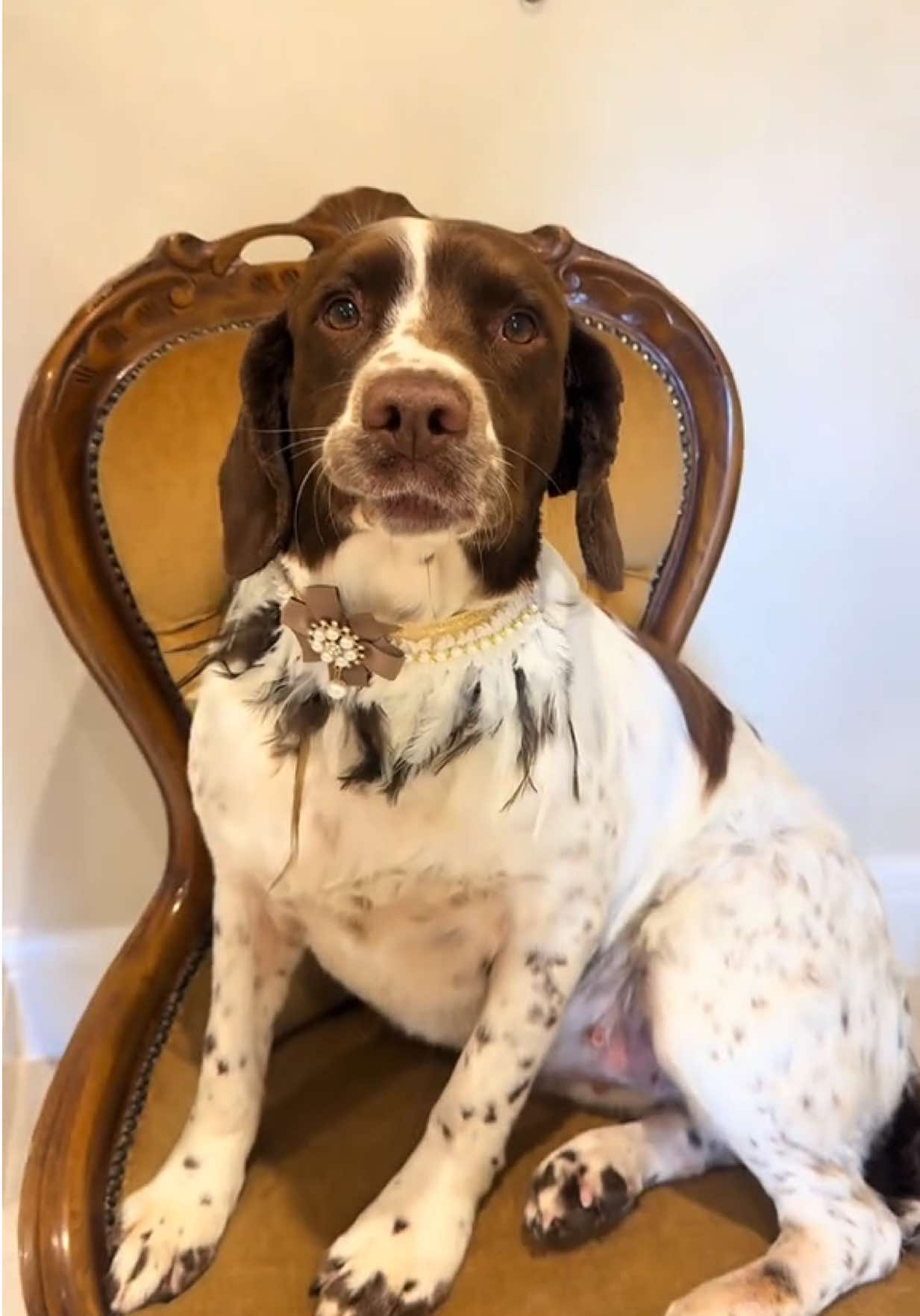 @thesecretdogspa