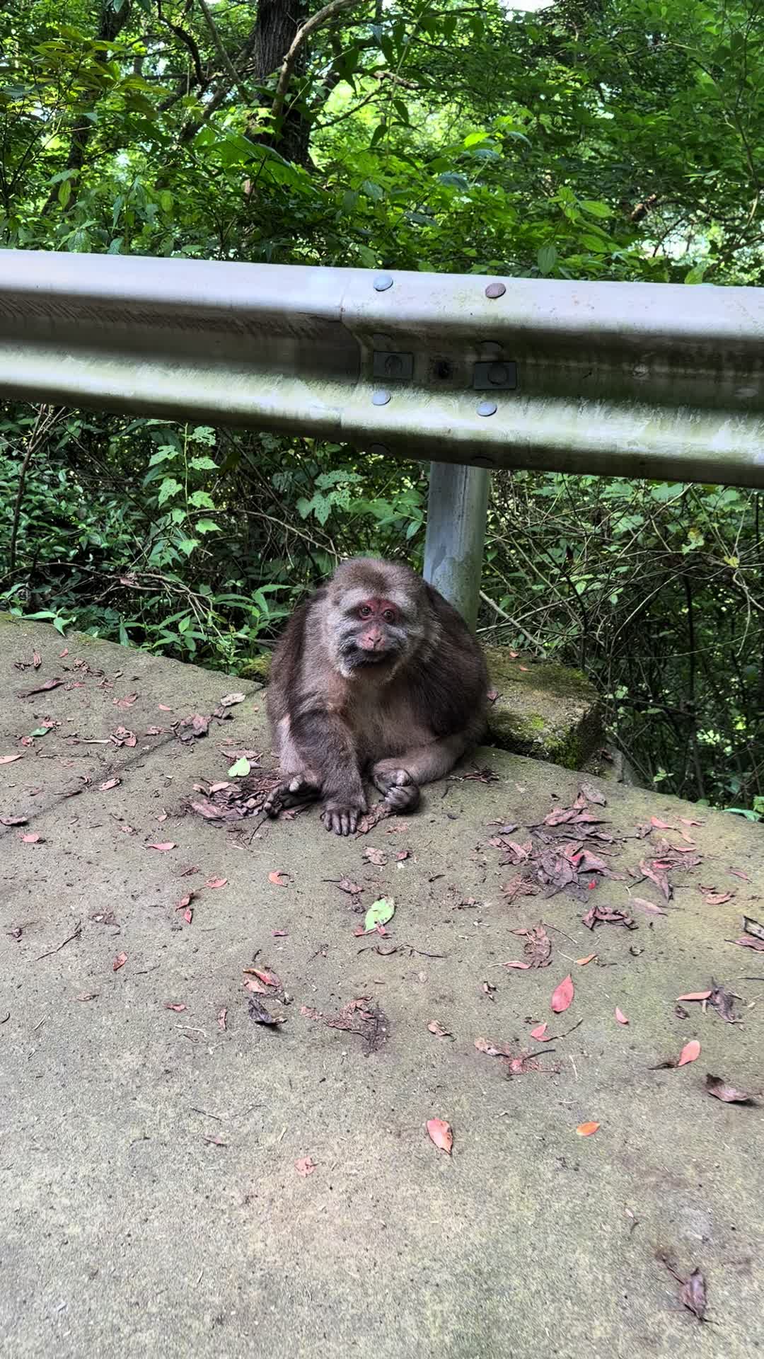 @xingxing.themonkey