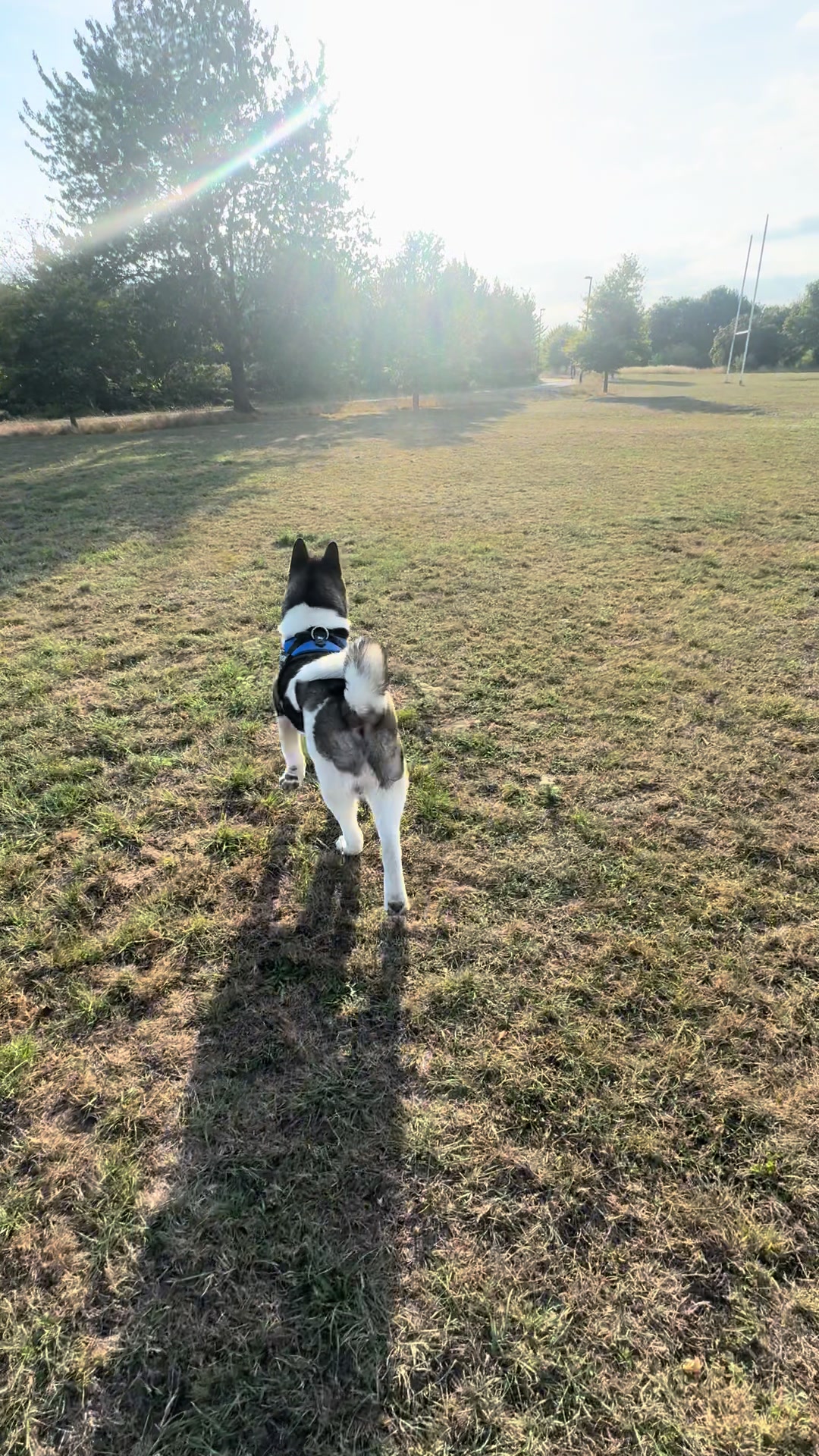 @EnzoTheAkita