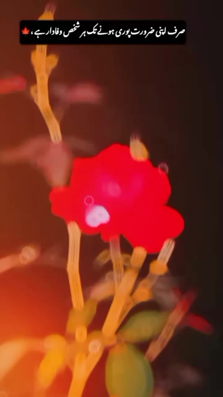 @NOKR 🙏5❤️12 DA