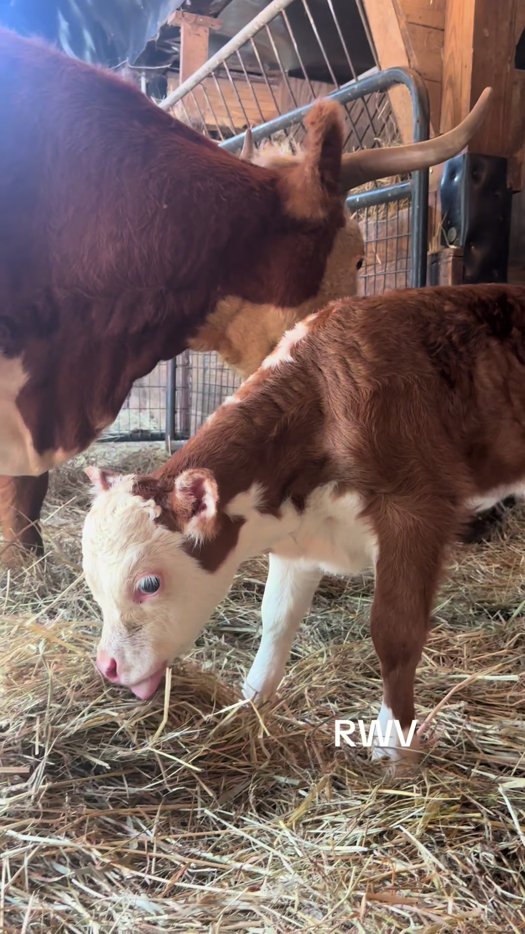 @RWV Land & Livestock