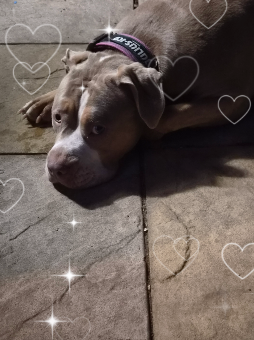 @Kyza And Ellie Bully Dogs 🐾🐾