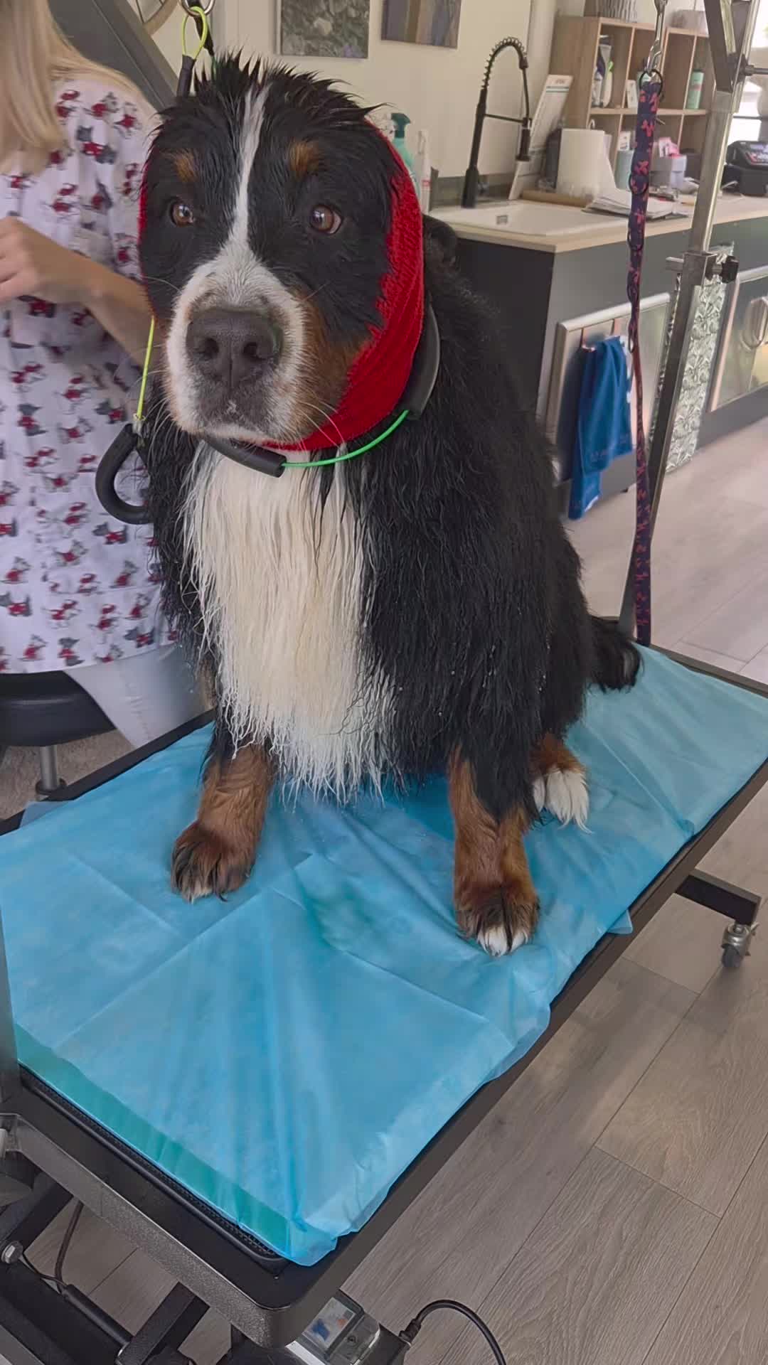 @Green Pet Grooming and more