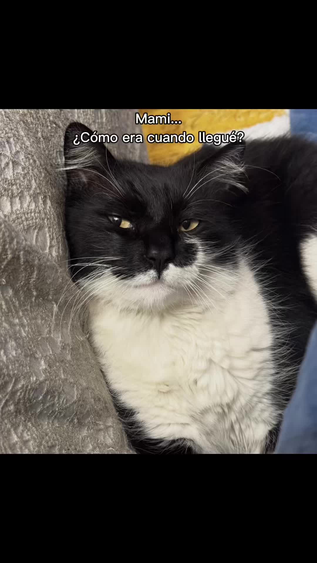 @elimiraglia