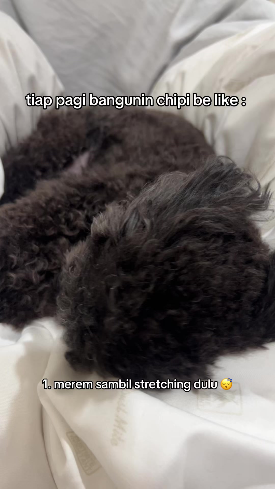 @chippi the poochon