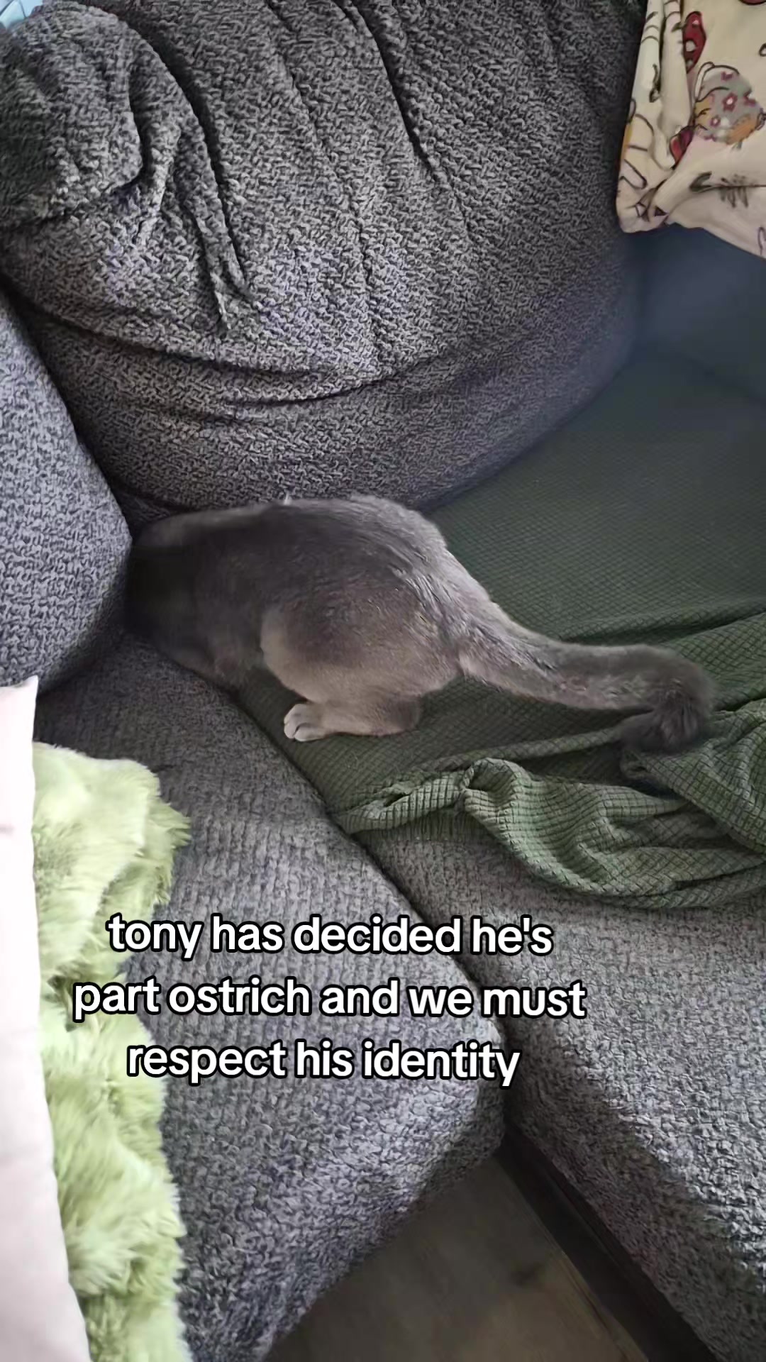 @LizardKing