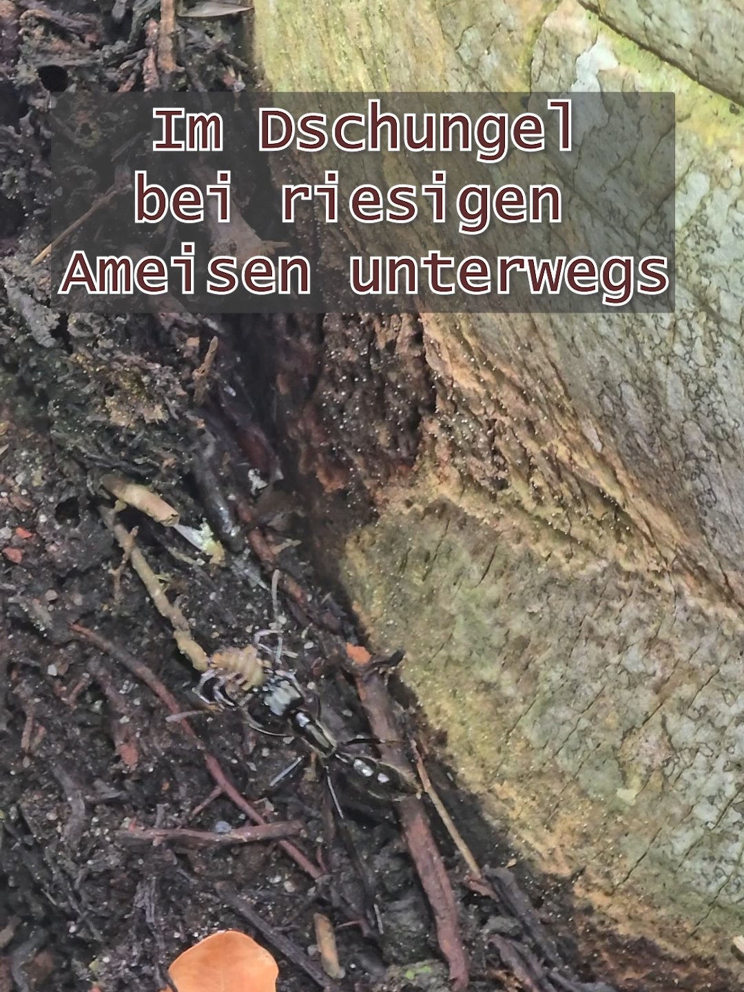 @MyAnts.de