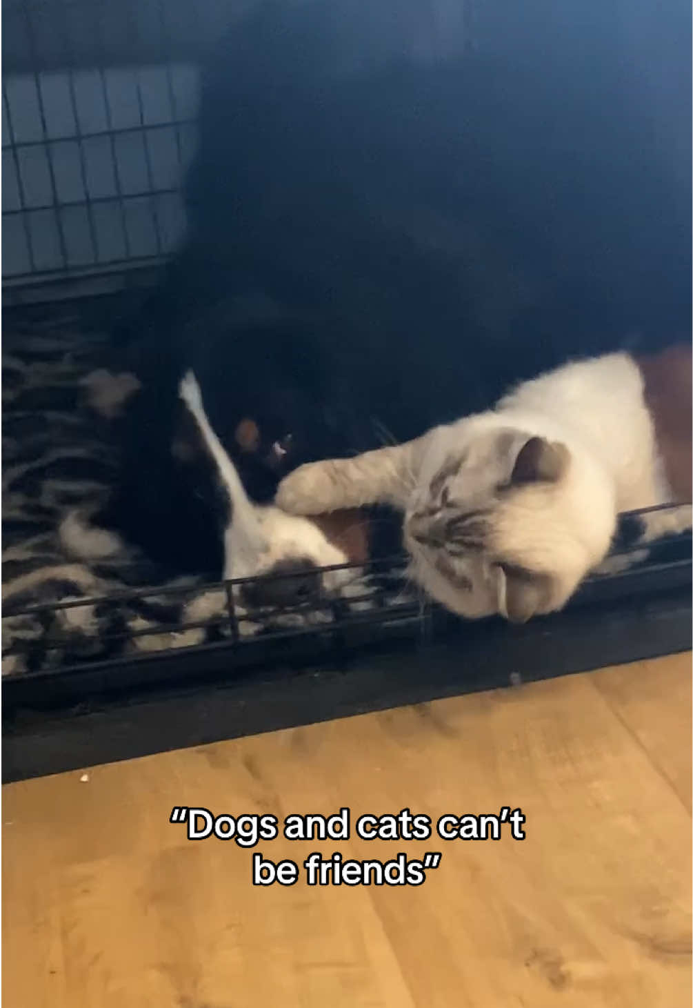 @Bramble, Ivy and Gino