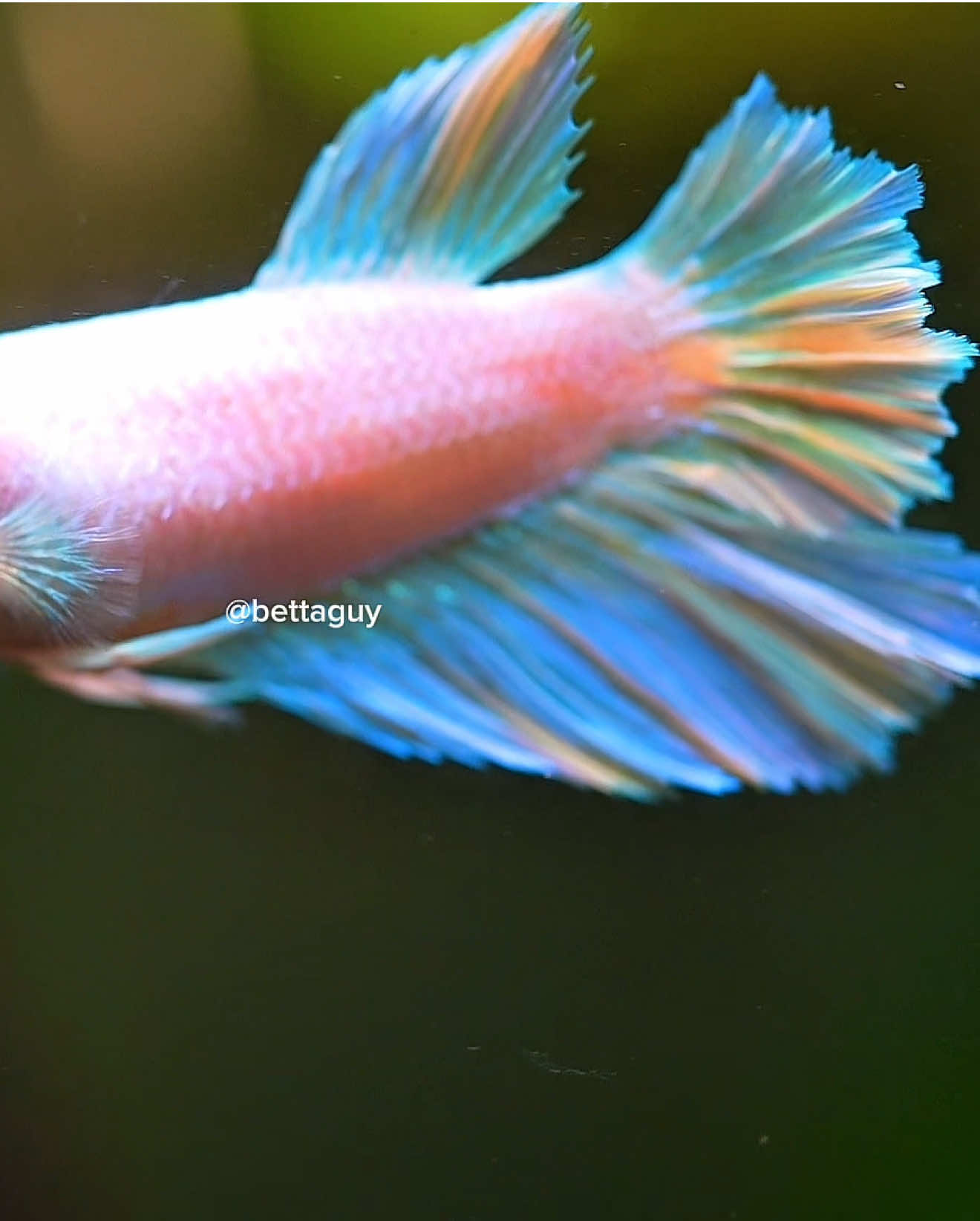 @Fish guy