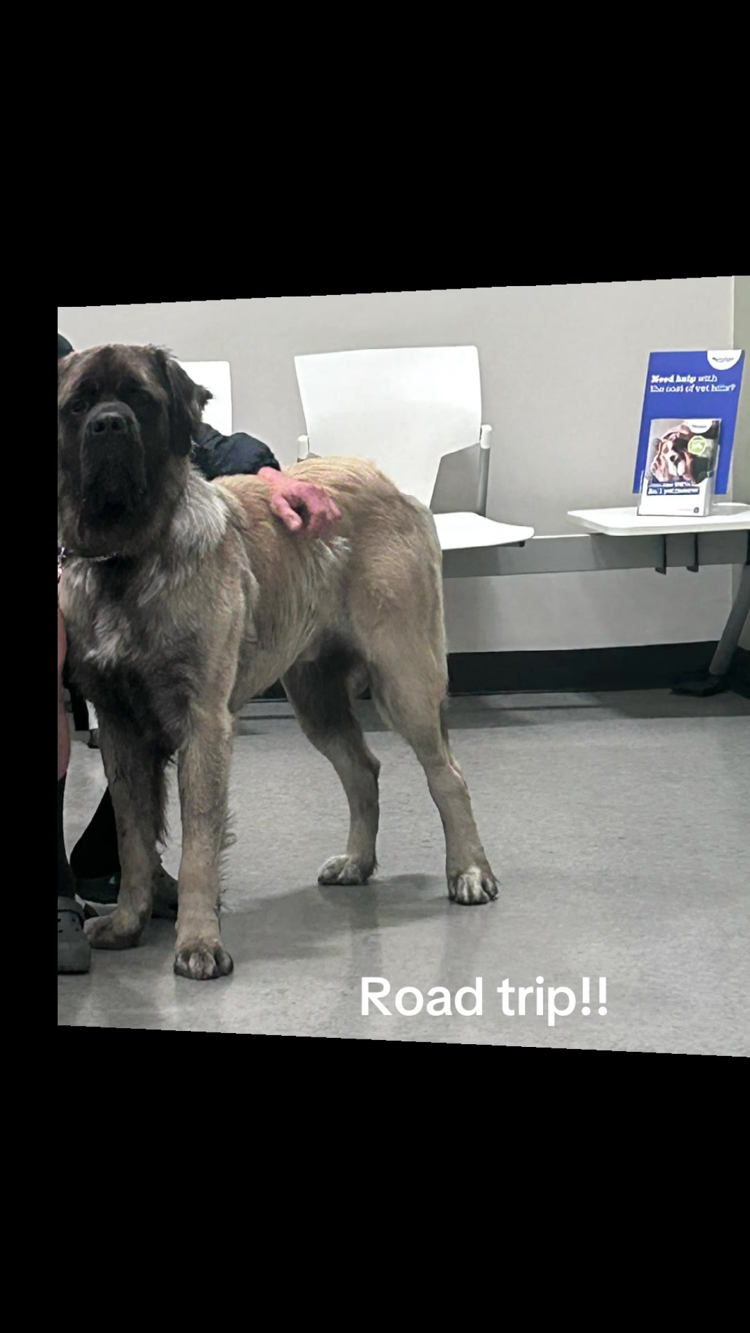 @💕Sara💕 SpartanMastiffs💕